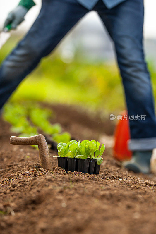 用Dibble种植生菜