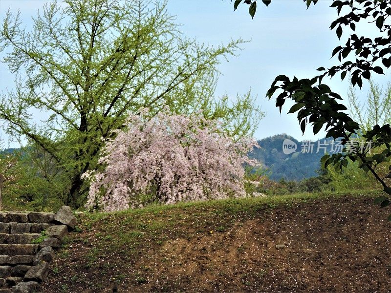 日本。四月里晴朗的一天。盛开的樱花树在片山公园在佐野市。