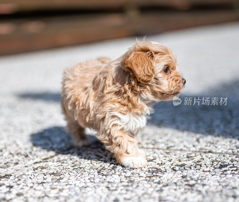 可爱的小狗狗在户外