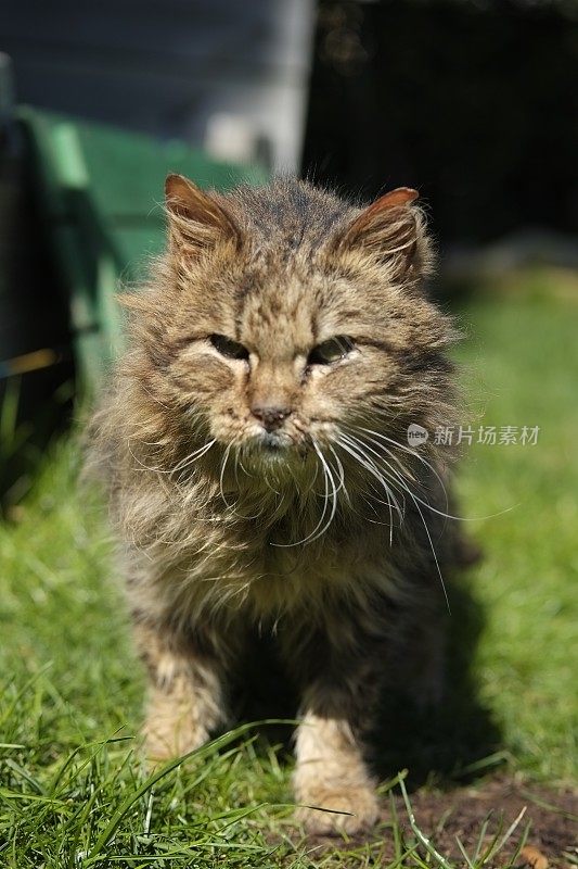 从街上救出的流浪猫