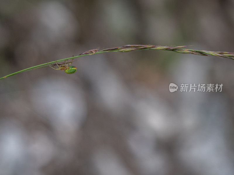 绿蜘蛛在野草上爬行