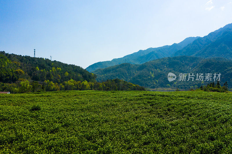 大茶园景