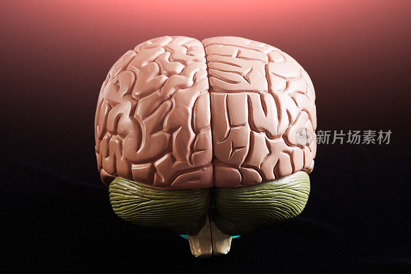 人类大脑的解剖模型，亮粉色的