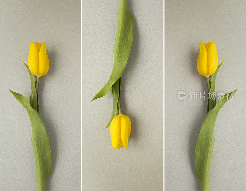 拼贴画花。灰色背景上的一朵黄色郁金香。特写镜头。