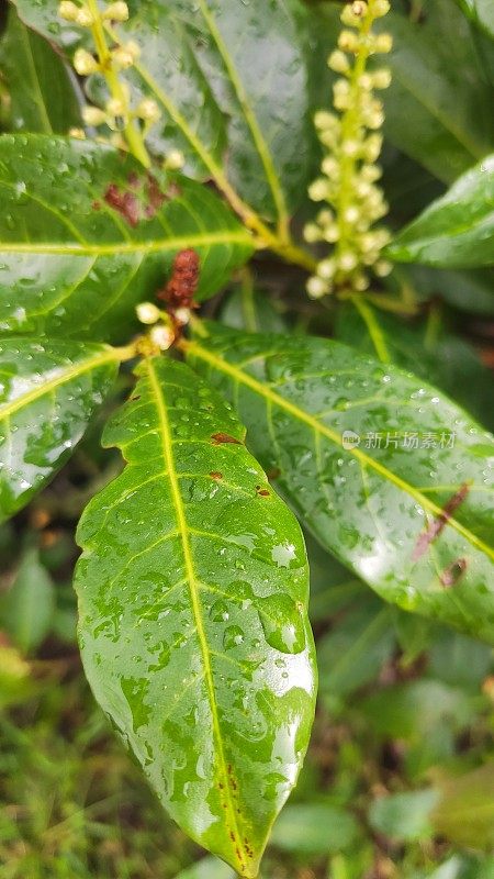 小雨打在树叶