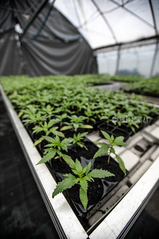 大麻幼苗在大温室中生长
