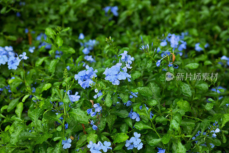 热带蔓生植物的蓝色小花