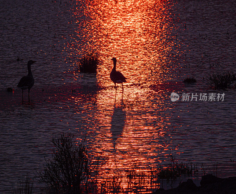 灰雁鹅