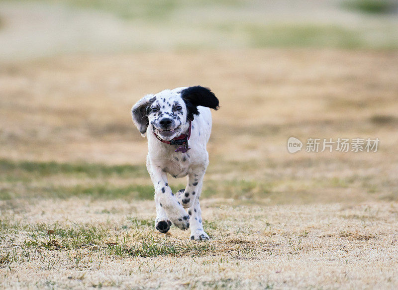 英国塞特犬带着微笑奔跑，挪威奥斯陆