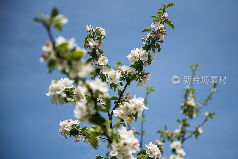 美丽的春天苹果树花开花，近了。春天果园的树枝在风中摇摆