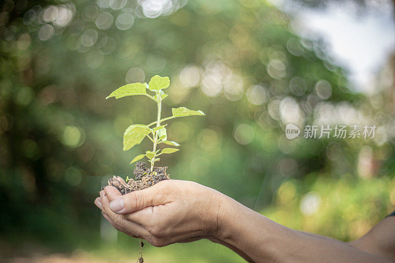 近距离拍摄，成年企鹅抱着一株正在生长的植物。散景的绿色背景。