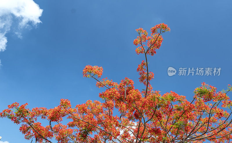 红色的皇家poinciana花盛开在夏天