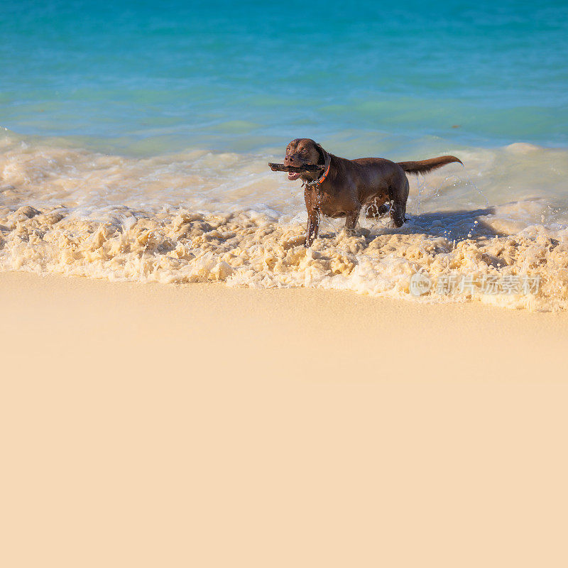 带着巧克力的拉布拉多犬在沙滩上玩木棍