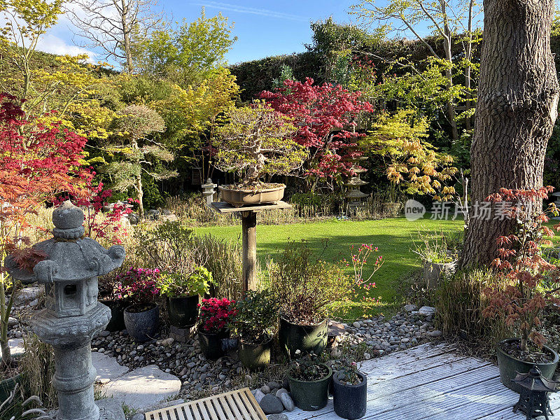 夏日阳光明媚的后花园，踏脚石小路，盆景树日本枫树展示，景观东方禅宗植物和修剪整齐的草坪