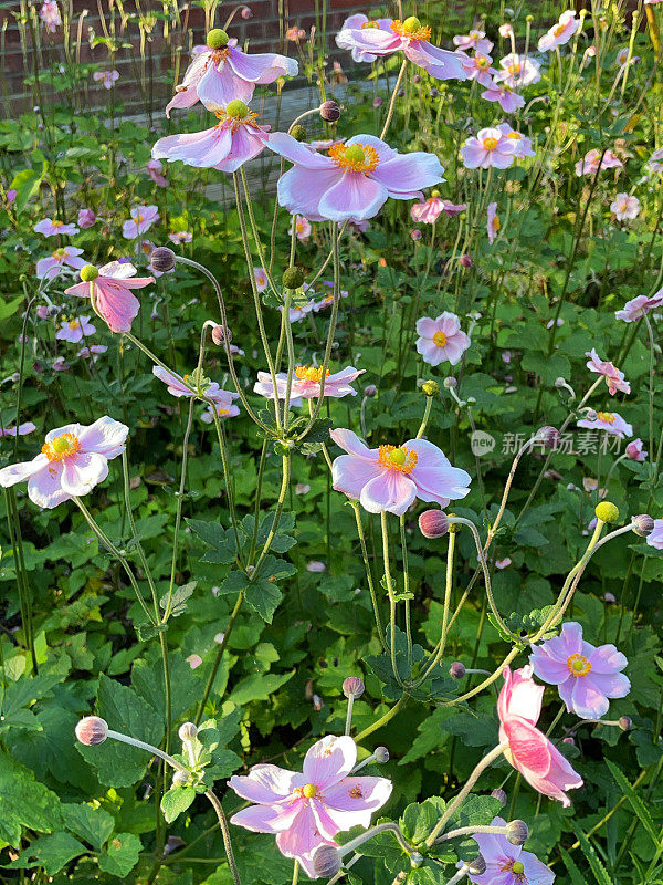 粉红色的日本银莲花花(银莲花杂种“Elegans”)生长在花园的荫凉植物边缘，聚焦前景