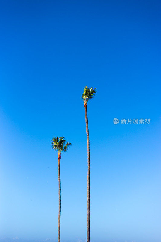 加州拉霍亚:两棵高大的棕榈树在风中摇曳