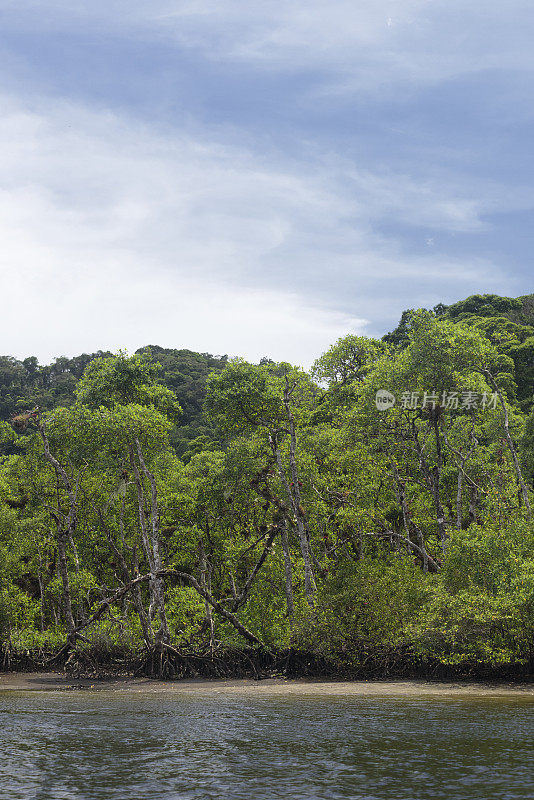 红树林