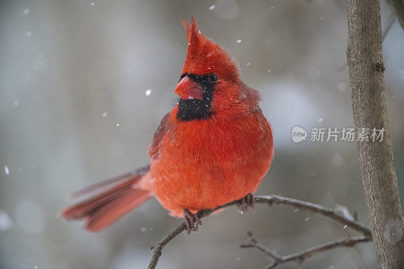 红衣主教在暴风雪