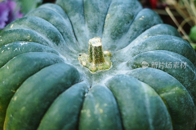 感恩节和万圣节南瓜装饰