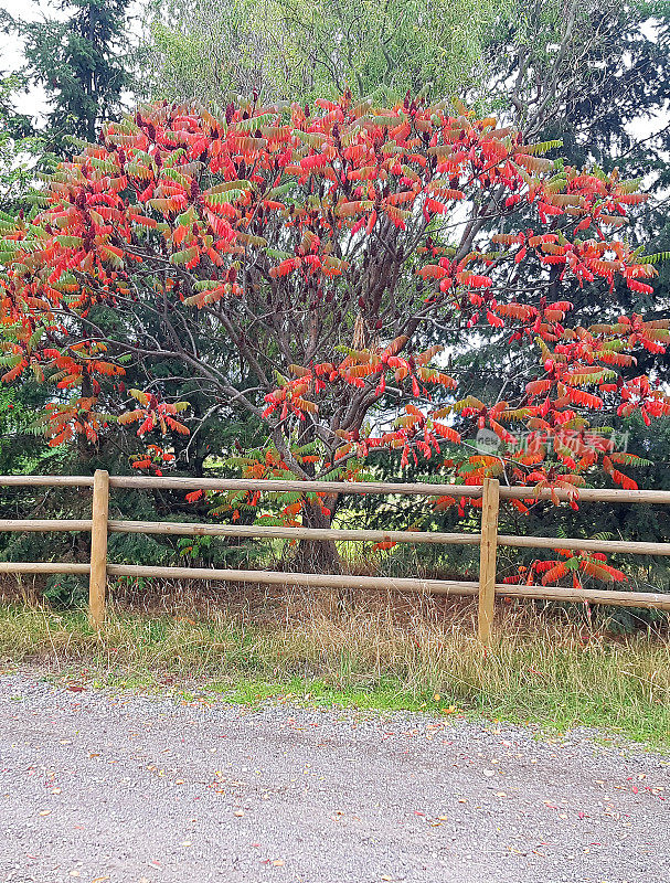 漆树的秋天颜色变化