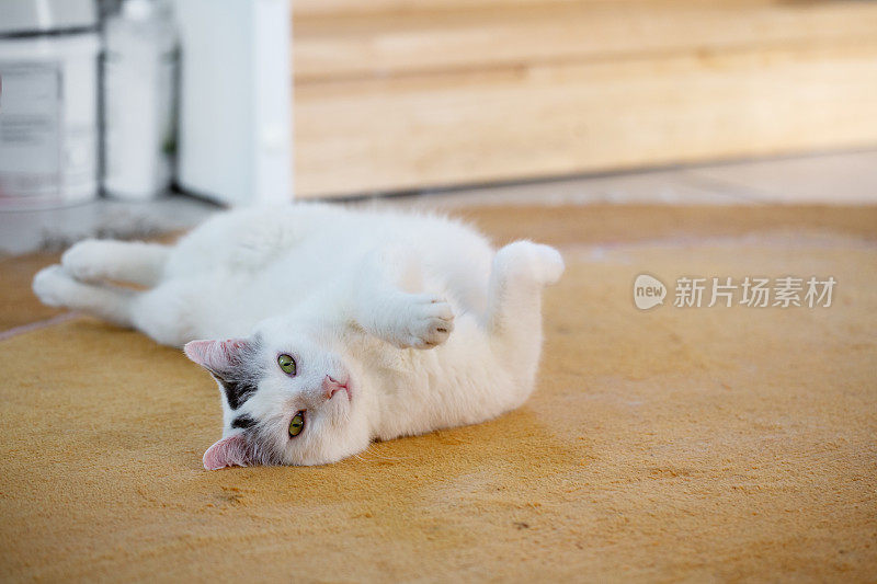 有黑点的白猫躺在地毯上伸懒腰