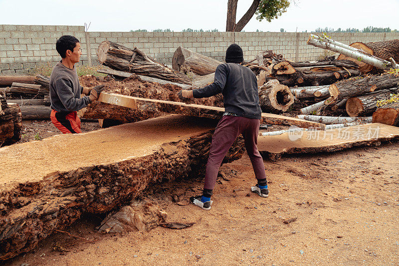 伐木工在锯木厂搬运砍下来的树干。木材生产