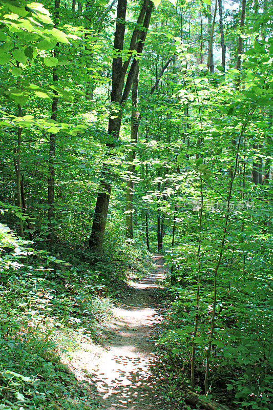 徒步旅行在兰开斯特的森林，美国俄亥俄州