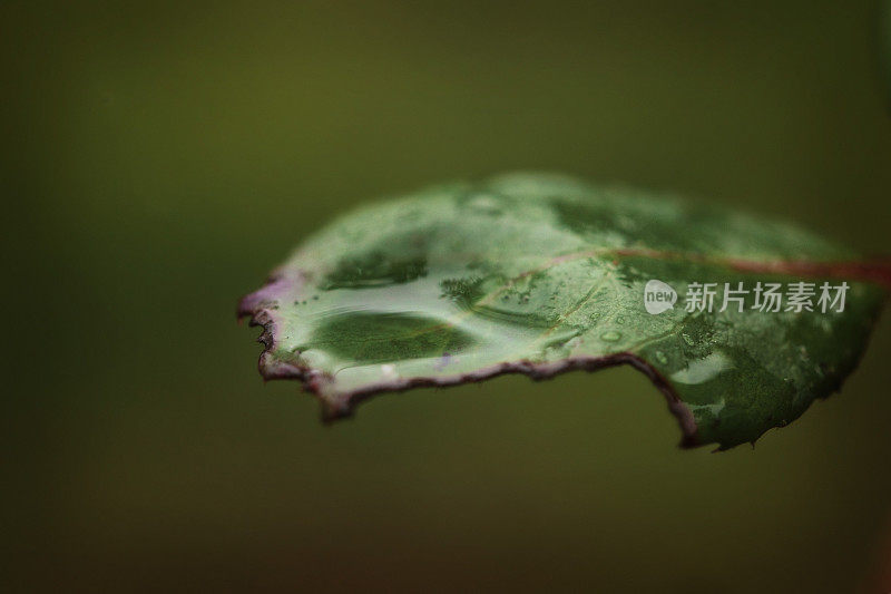 雨后的一片树叶