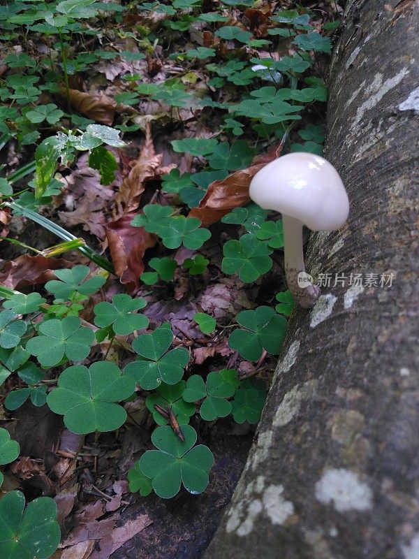 从倒下的山毛榉树上长出的乳白色蘑菇。