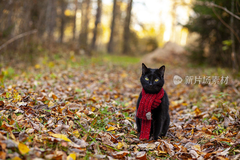 一只可爱的猫在树林里散步