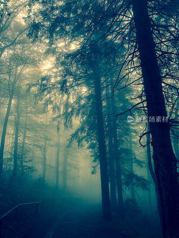 德国浓雾笼罩的黑森林。