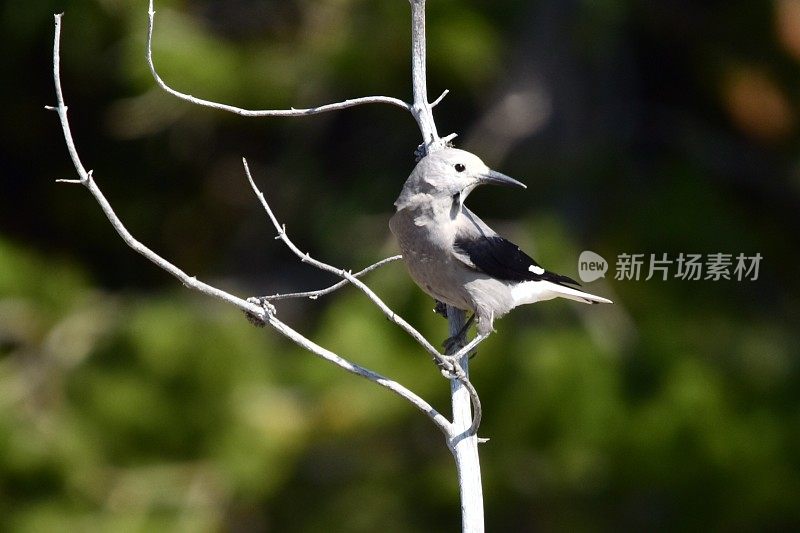 克拉克的胡桃夹子栖息