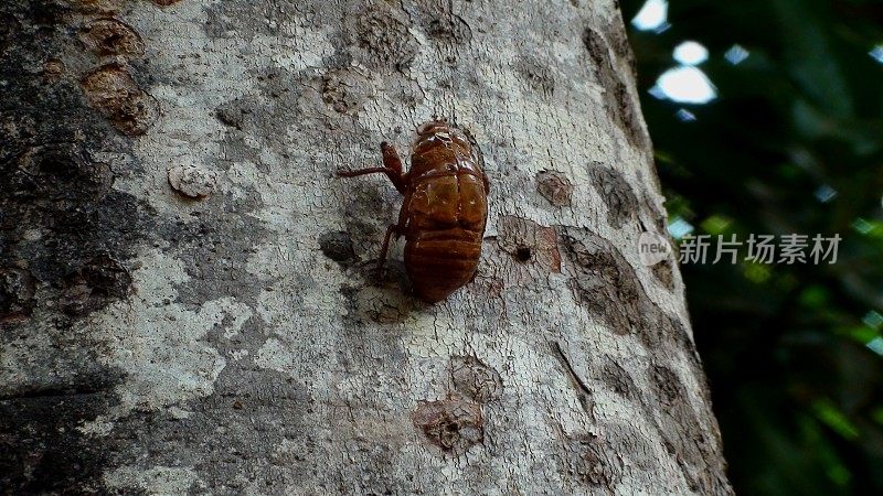 昆虫蝉(渗出物)-蝉总科