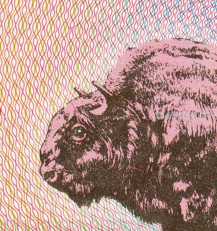 白俄罗斯钞票上的牦牛图案设计