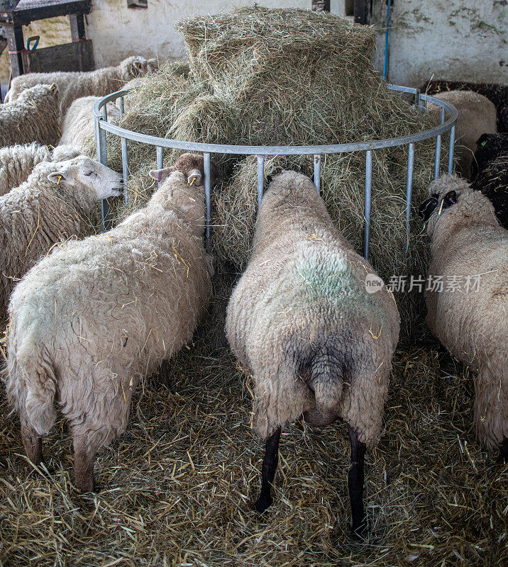 一群怀孕的母羊在谷仓外盖着稻草的围栏里吃着圆形金属饲料槽里的干草