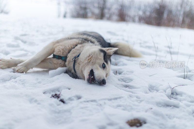 躺在雪地里的西伯利亚哈士奇很好玩