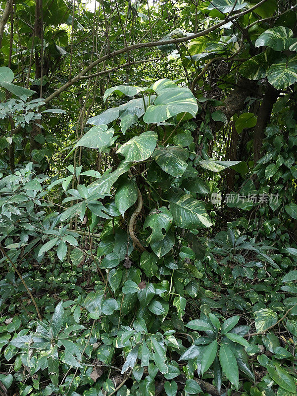 香港大屿山草木茂盛