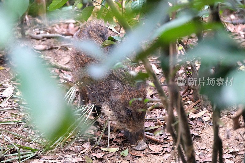 香港的野猪