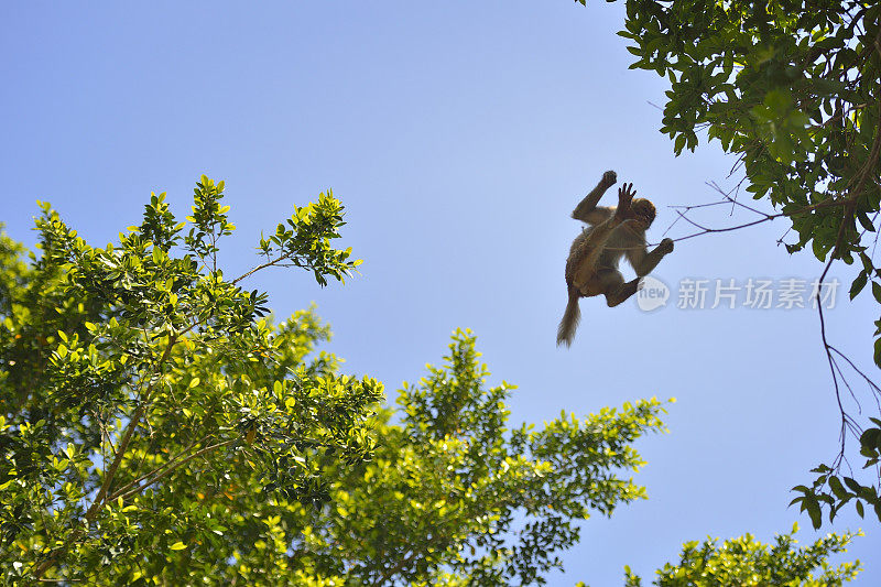 猴子跳跃时在空中的位置