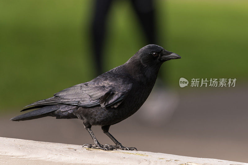 西雅图的乌鸦