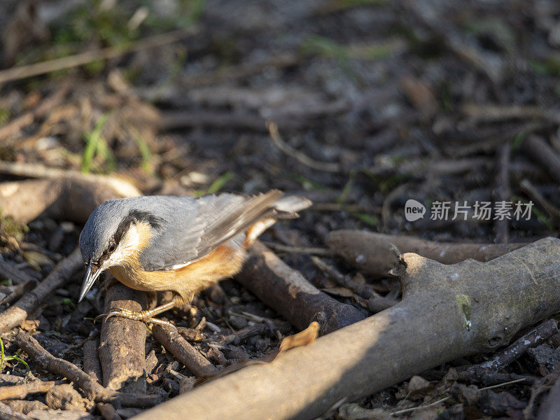 在地上觅食的无齿鸟