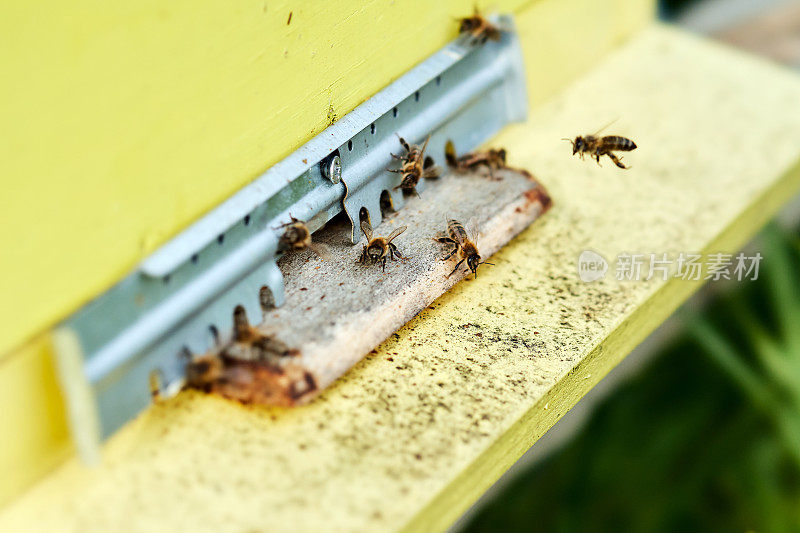 蜜蜂在蜂巢的入口处飞行。