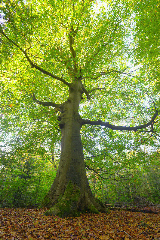 山毛榉林中的一棵老山毛榉树，森林地面上有棕色的叶子