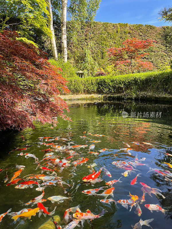 水面的鱼池与印花布图案，shubunkin金鱼游泳与大黄白和Sanke锦鲤，悬枫枝，青苔红色砖墙，竹篱，重点在前景