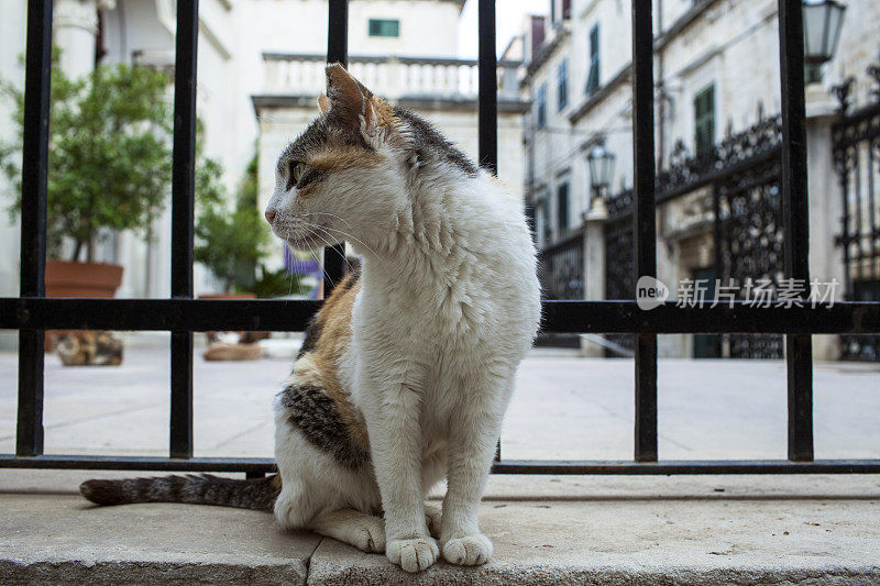 猫在杜布罗夫尼克