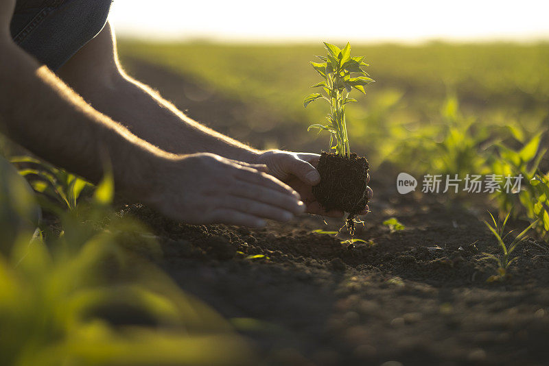 人锄着土，手栽着绿苗