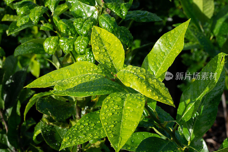 雨滴落在柠檬叶子上