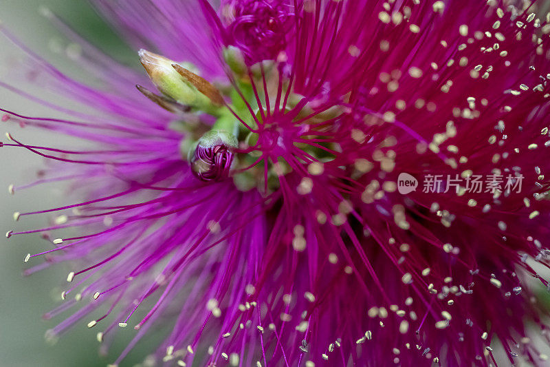 瓶刷花