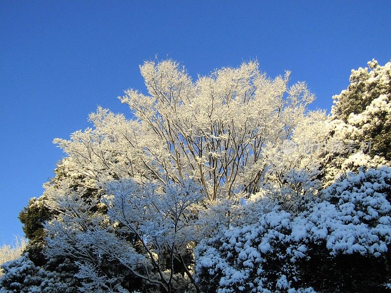 日本。1月。雨夜后的阳光明媚的早晨。