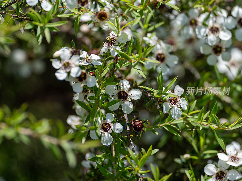 麦卢卡茶树花